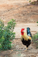 Beautiful rooster
