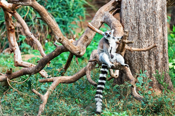 lemur on a background of green grass