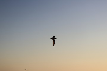 sea