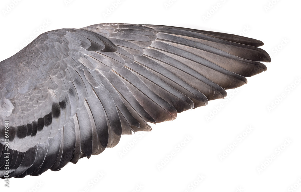 Wall mural Wing isolated on white background