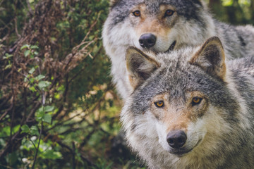 Naklejka na ściany i meble Curious wolves in nature forest looking at the photographer. Wildlife, animals, predators, killers, cute, wolves, wolf, grey, animal concept.