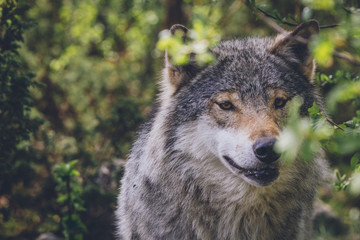 Naklejka na ściany i meble Beautiful big grey wolf in the wilderness in its natural habitat. Wildlife, animal, predator, killer, animals in the wild, northern, usa, america, close encounter, moment concept.