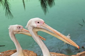  portrait of two pelicans