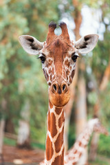 portrait of a giraffe