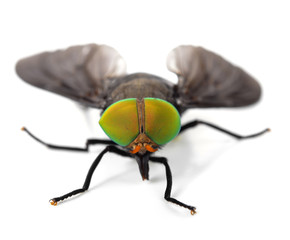 close up image of flies on white background