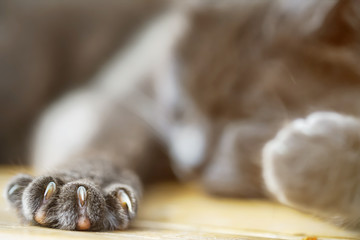 grey paw with sharp claw of pet cat sleeping on wooden floor