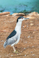 Dorminhoco bird portrait