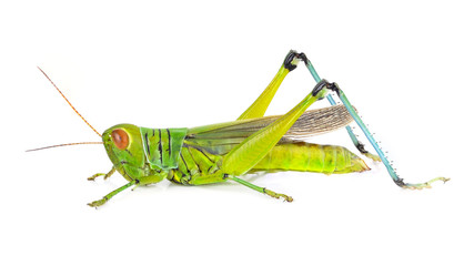 Green grasshopper isolated on a white backgroun
