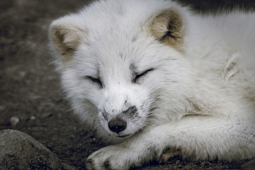 Obraz premium Arctic fox in Norway. Endangered species.