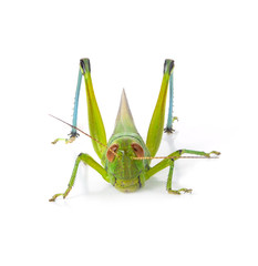 Green grasshopper isolated on a white backgroun