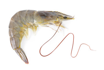 Pacific white Shrimp on white background