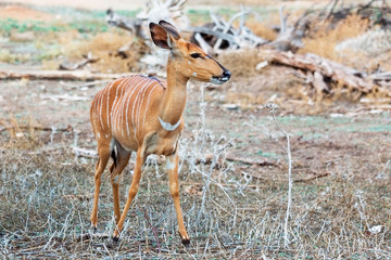  young large antelope
