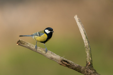 Beautiful nature scene with Great tit (Parus major). Wildlife shot of Great tit (Parus major) on branch. Great tit (Parus major) in the nature habitat.