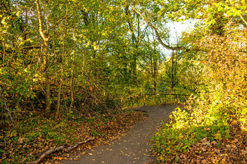 Forest in autumn with way down of a hill with wooden railing
