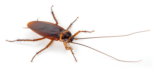 Cockroach isolated on a white background