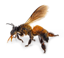  Bee isolated on a white background
