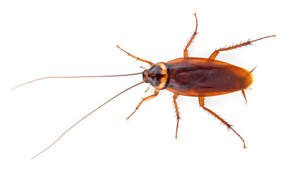 Cockroach isolated on a white background