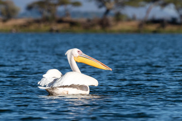 Great white pelican on the blue waters of Lake Naivasha, Kenya