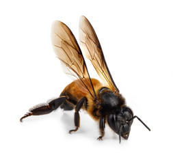  Bee isolated on a white background