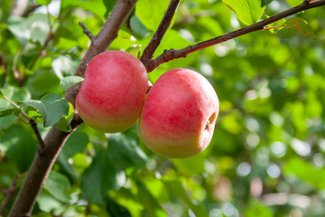 Red Ripe apples on a branch on a background of green foliage. Close-up on a sunny day