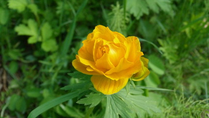 Bright yellow rose rose