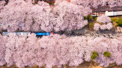 Top view at jinhae cherry blossom,Busan City,South Korea. - 300700815