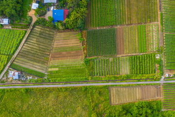 Aerial view of beautiful paddy field surrounding by small town at Penampang, Sabah, Borneo 