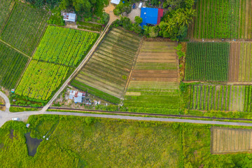 Aerial view of beautiful paddy field surrounding by small town at Penampang, Sabah, Borneo 