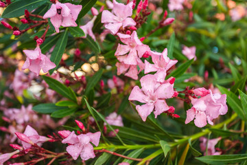 Closeup view of wilted pastel pink flowers growing outdoor in park. Horizontal color photography.