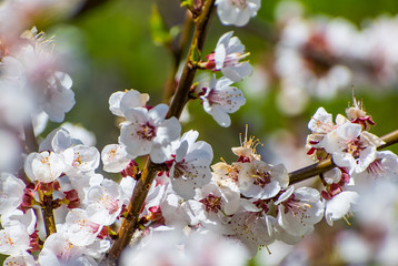 flowers in spring