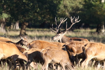 Red deer - rutting season - 300701432
