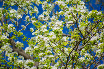 white flowers of apple tree in spring