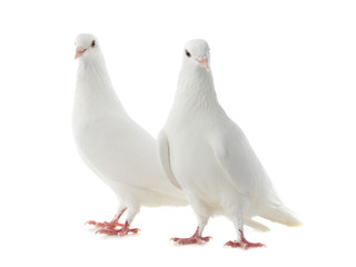 Two white doves isolated on a white background.