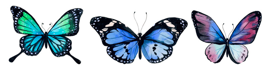 Fototapeta Butterfly watercolor, clipart butterflies obraz