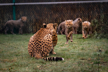 Geparden im Zoo © Markus Eymann