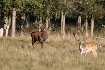 Red deer - Rutting season
