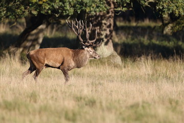 Red deer - Rutting season