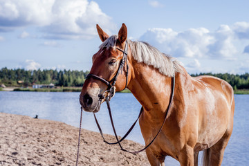 Cute palomino horse portrait on the beach
