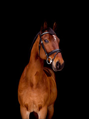 Portrait of beautiful bay horse on black background