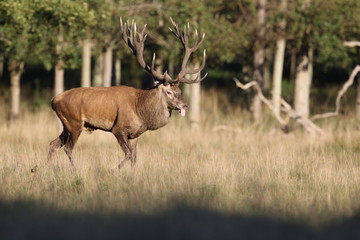 Red deer - Rutting season