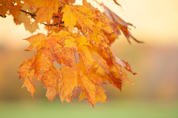 Naklejka na ściany i meble Foliage Close Up in Autumn