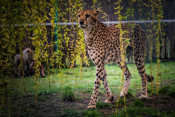 Geparden im Zoo