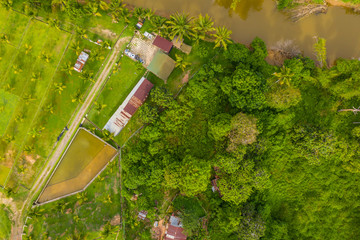 Aerial view of beautiful paddy field surrounding by small town at Penampang, Sabah, Borneo 