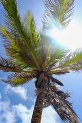 palm tree with blue sky in background