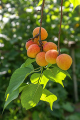 Ripe Siberian apricots on a branch. Shot in sunny weather on a blurry background of foliage.