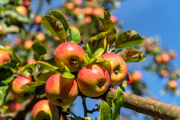 Apfelbäume auf dem Lohrberg in Frankfurt am Main - Powered by Adobe