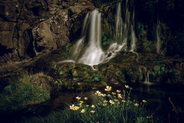 Fototapeta na wymiar Buttercups and waterfall early spring in Iceland.