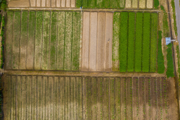 Top view of beautiful vegetable farm and paddy field pattern at Sabah, Borneo 