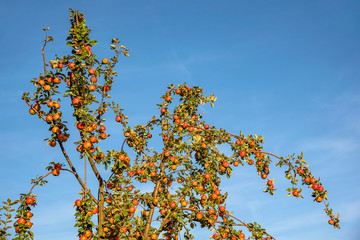 Apfelbäume auf dem Lohrberg in Frankfurt am Main