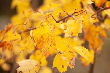 Foliage Close Up in Autumn